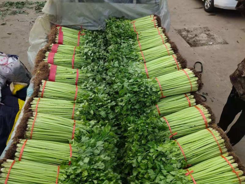 芹菜小香芹玻璃脆大量上市质量很好价格不高需要的联系