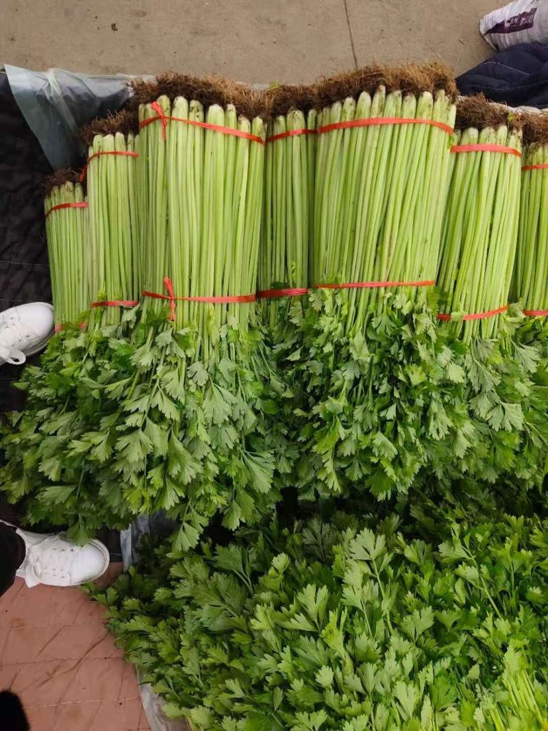 芹菜小香芹玻璃脆大量上市质量很好价格不高需要的联系