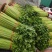 芹菜小香芹玻璃脆大量上市质量很好价格不高需要的联系