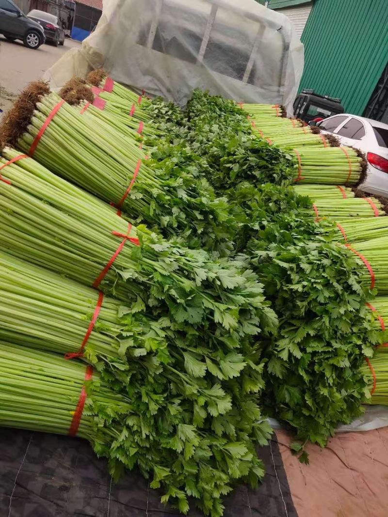 芹菜小香芹玻璃脆大量上市质量很好价格不高需要的联系