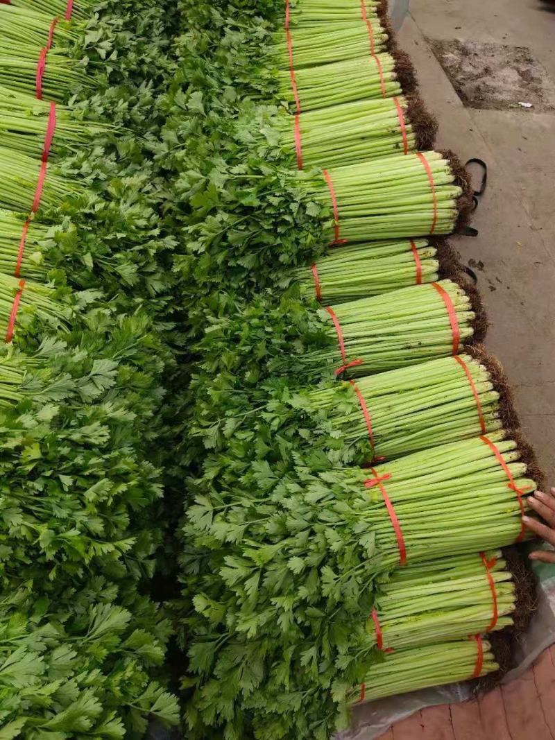 芹菜小香芹玻璃脆大量上市质量很好价格不高需要的联系