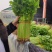 芹菜小香芹玻璃脆大量上市质量很好价格不高需要的联系