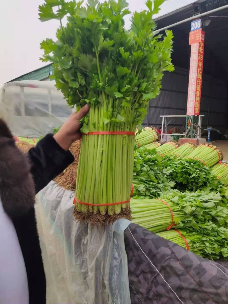 芹菜小香芹玻璃脆大量上市质量很好价格不高需要的联系