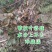杨梅苗(台梅苗)杨梅树2-4年苗嫁接苗南方杨梅苗