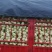 【优质商家】甘蓝莲花白红双喜，甘蓝基地直发