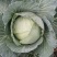 【优质商家】甘蓝莲花白红双喜，甘蓝基地直发
