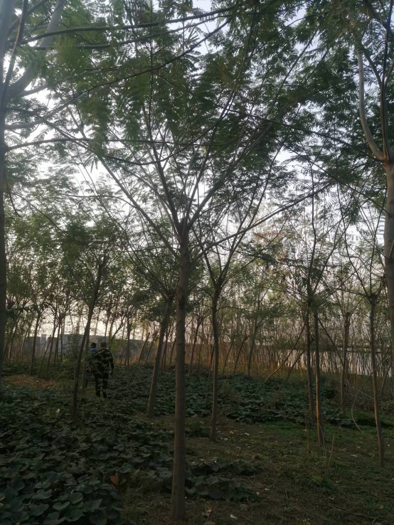 合欢价格6公分合欢价格7公分8公分合欢报价行情