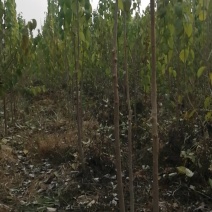 血皮槭小苗多少钱高度一血皮槭小苗价格血皮槭小苗价格