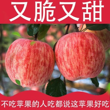 甘肃礼县红富士苹果大量上市！70上商品果价格便宜全国代发