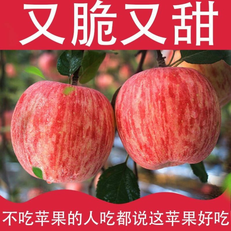 甘肃礼县红富士苹果大量上市！70上商品果价格便宜全国代发
