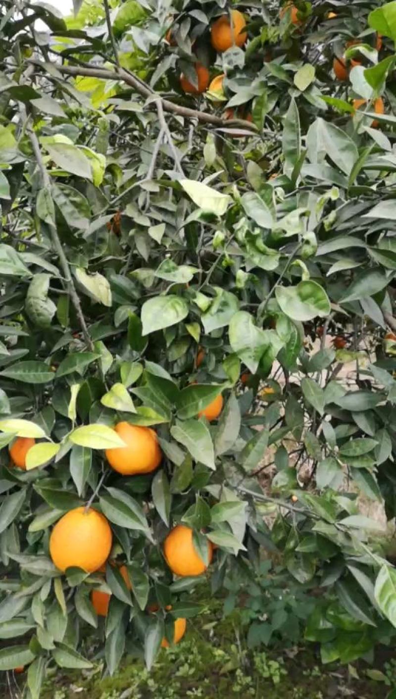 四川渠县梨橙，色黄味甜，皮薄汁多，果面光鲜。