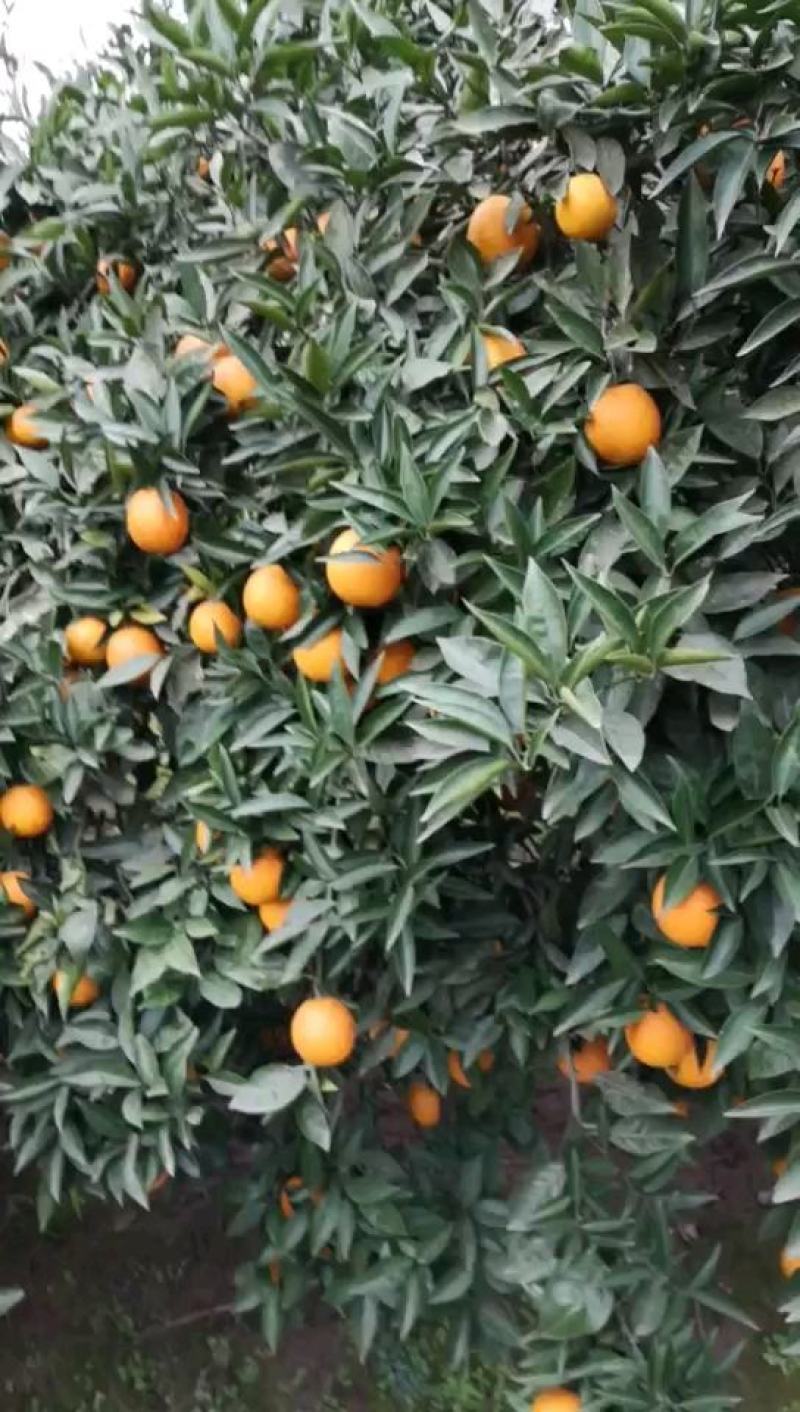 四川渠县梨橙，色黄味甜，皮薄汁多，果面光鲜。