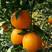精品纽荷尔脐橙果园看货采摘以质量论价格欢迎订购