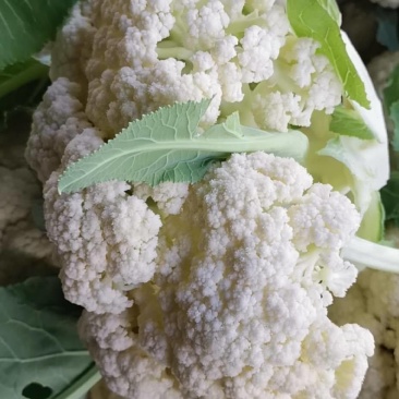江苏菜花大量上市规格齐全欢迎老客户来基地考察订购