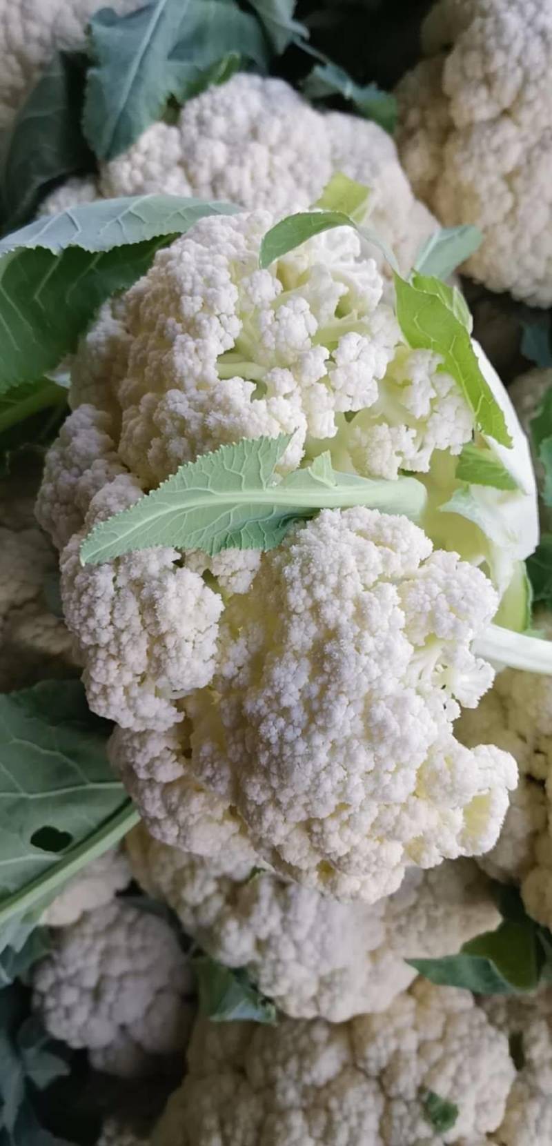江苏菜花大量上市规格齐全欢迎老客户来基地考察订购