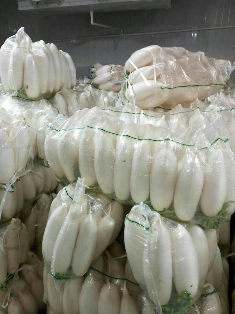 潍县水果萝卜，沙窝萝卜，新品上市，欢迎采购！