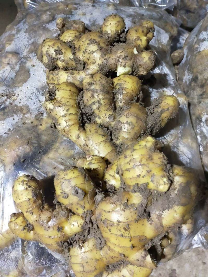 大黄姜【368高产王姜种】脱毒抗病专业技术指导全国发货