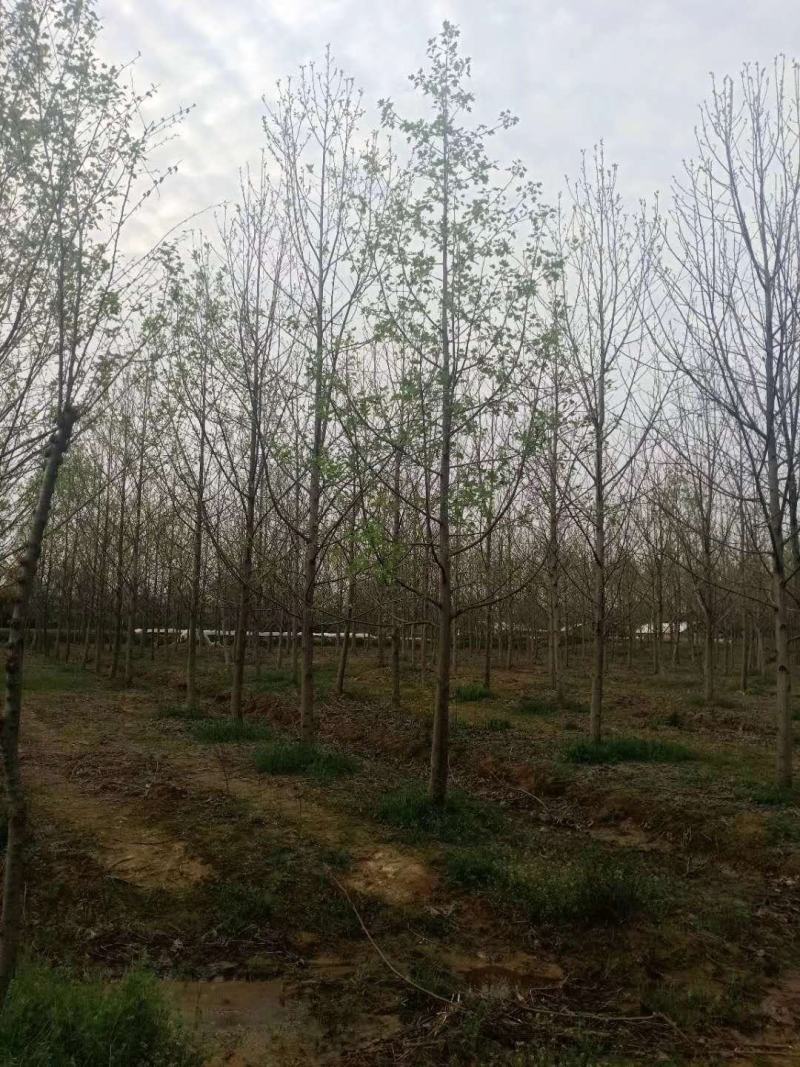 大量供应杂交马褂木，北美鹅掌楸1一30公分