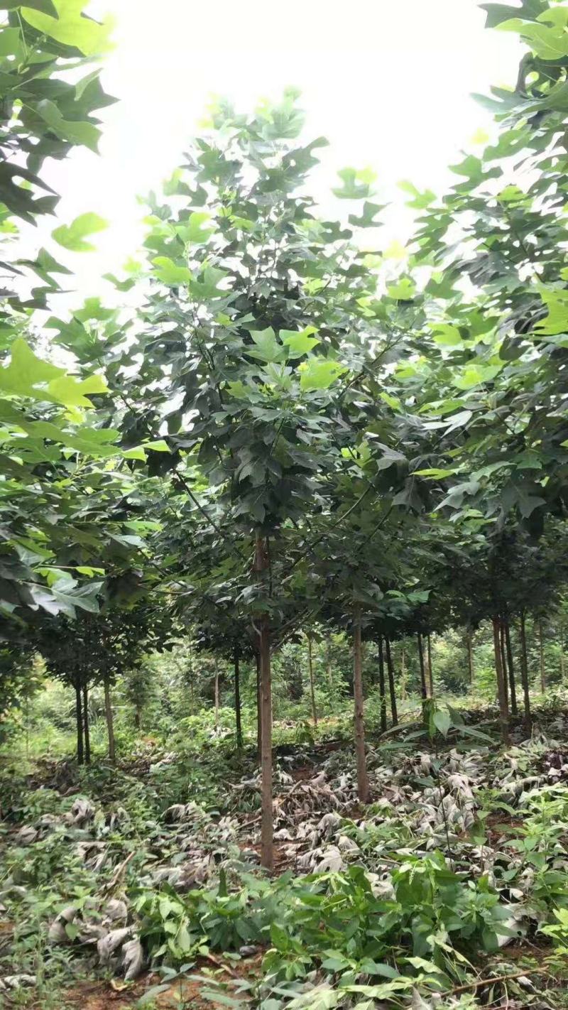 大量供应杂交马褂木，北美鹅掌楸1一30公分