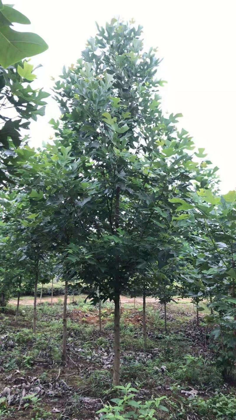 大量供应杂交马褂木，北美鹅掌楸1一30公分