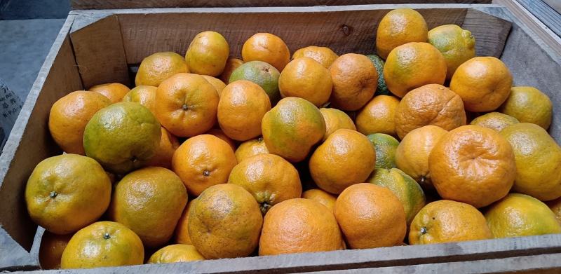 7~7.5cm保鲜果，套红袋、精品袋芦柑化渣好水分足。