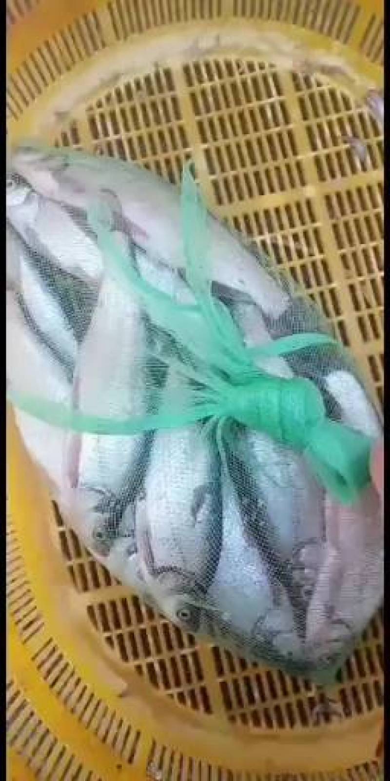 大量批发优质白条，新鲜白条长期批发，大量供应多大的都有有