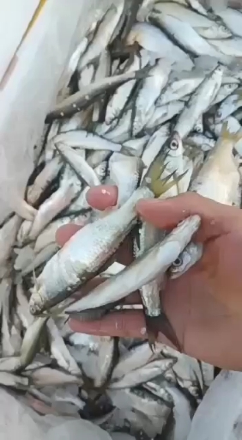 大量批发优质白条，新鲜白条长期批发，大量供应多大的都有有