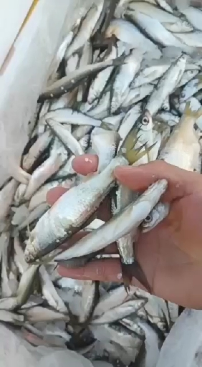 大量批发优质白条，新鲜白条长期批发，大量供应多大的都有有