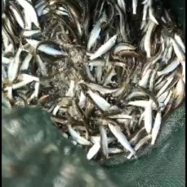 大量批发优质白条，新鲜白条长期批发，大量供应多大的都有有