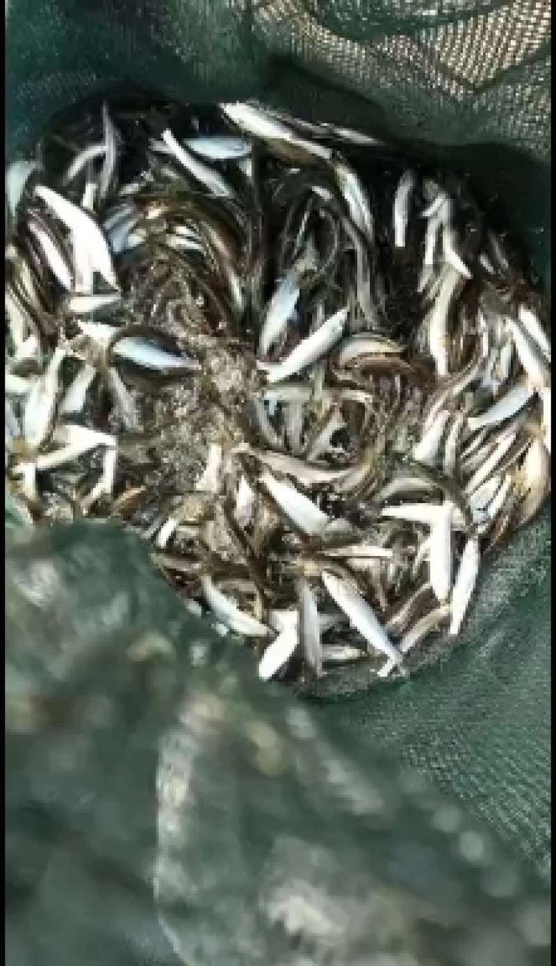 大量批发优质白条，新鲜白条长期批发，大量供应多大的都有有