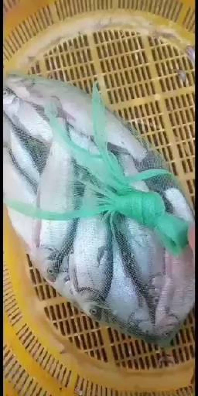 大量批发优质白条，新鲜白条长期批发，大量供应多大的都有有