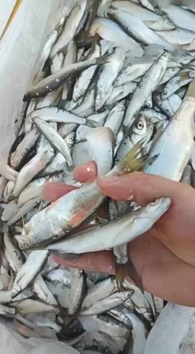 大量批发优质白条，新鲜白条长期批发，大量供应多大的都有有