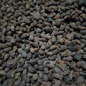女贞子五十吨后期圆统货出售，杂质少，原装货，欢迎订购