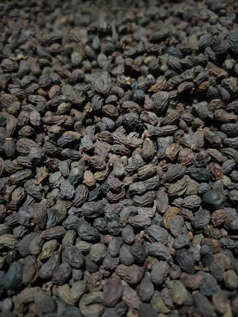 女贞子五十吨后期圆统货出售，杂质少，原装货，欢迎订购