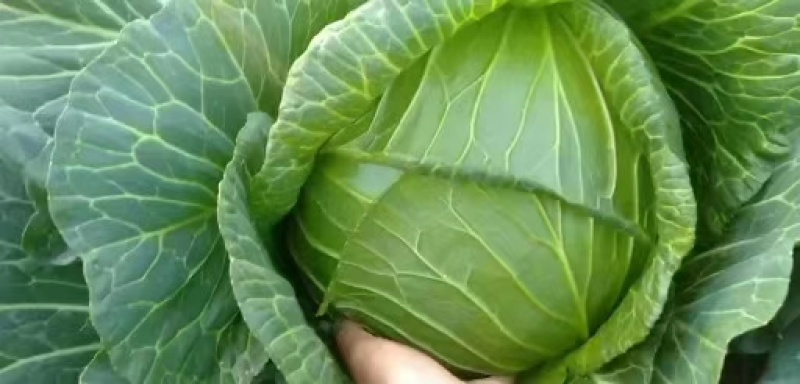 优质扁包菜，圆甘蓝大量上市，适合加工厂，出口，市场，超市！