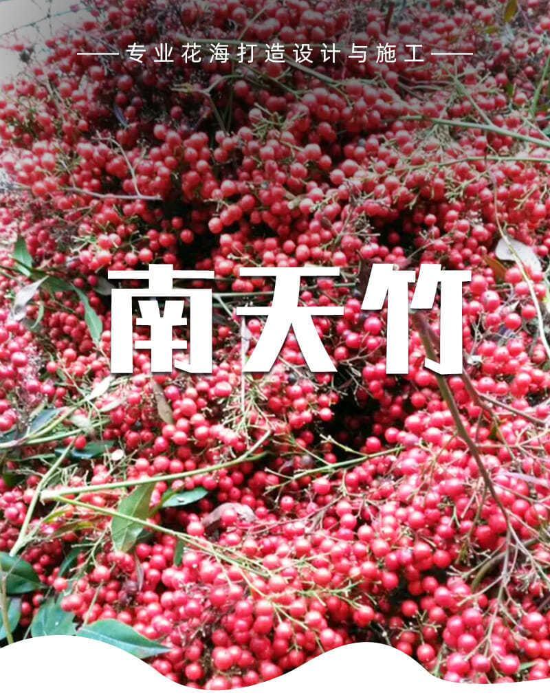 南天竹种子别称南天竺红杷子秋冬叶色变红观叶观果常绿小灌木