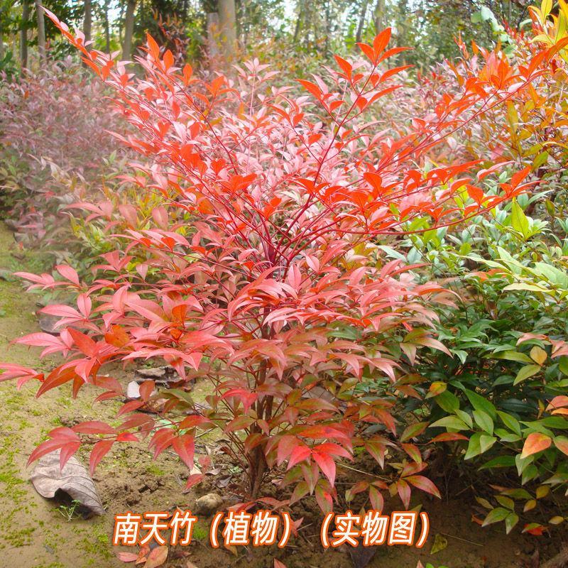 南天竹种子别称南天竺红杷子秋冬叶色变红观叶观果常绿小灌木