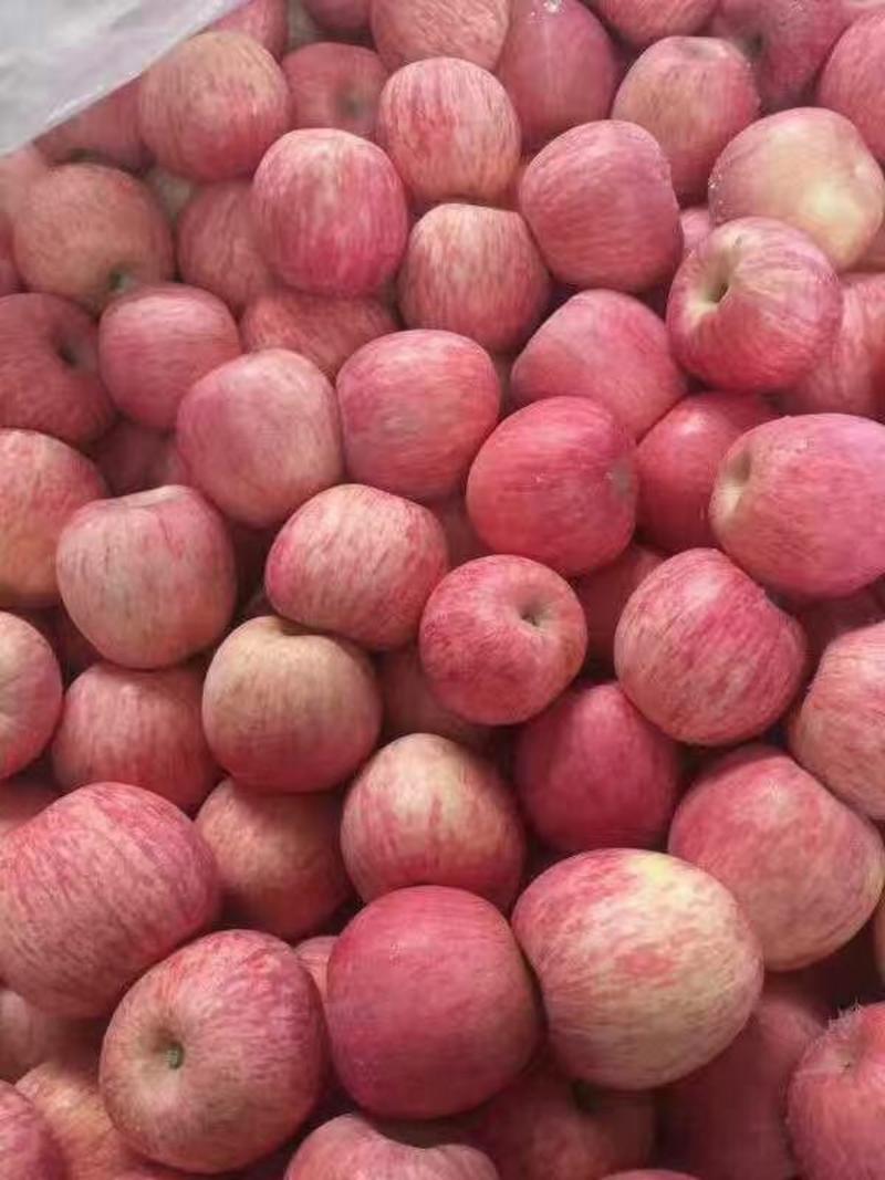 山东冷库红富士苹果大量出库，货源充足保质保量价格不高