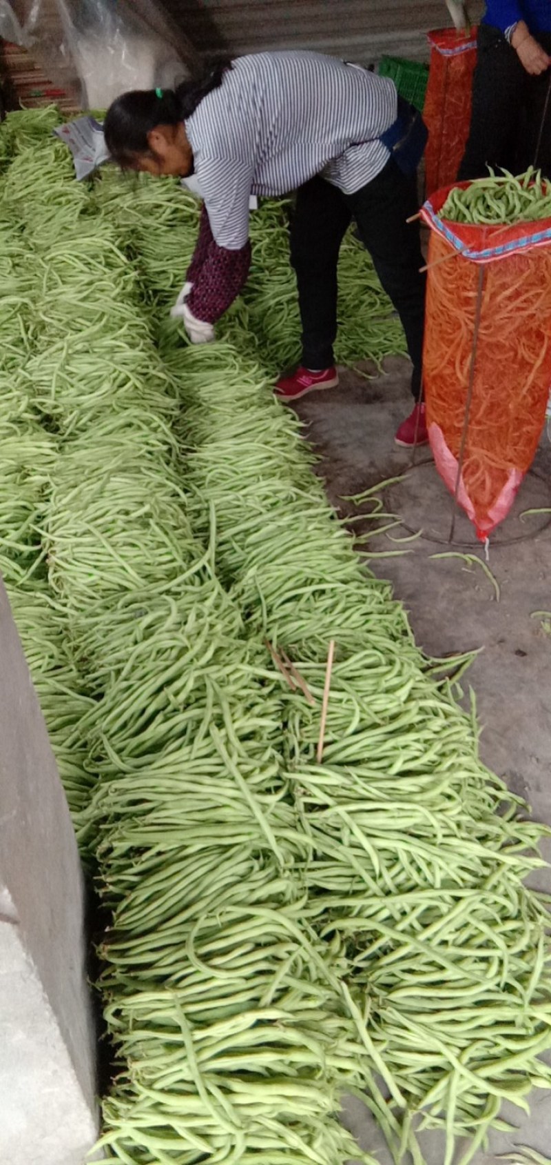 加祥四季蔬菜专业合作社