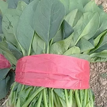 菠菜精品菠菜丶质量杠杠滴