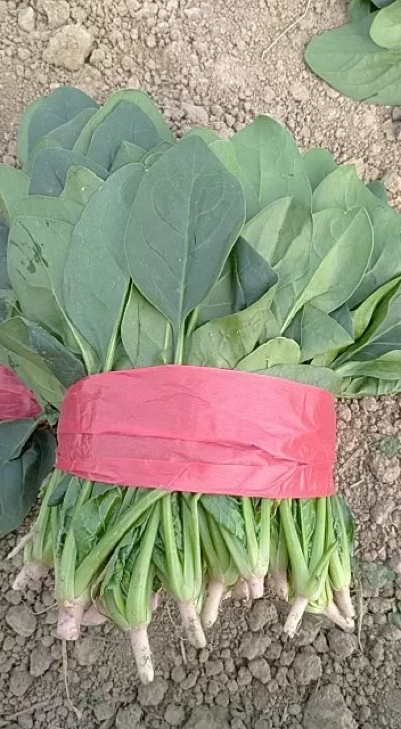 菠菜精品菠菜丶质量杠杠滴