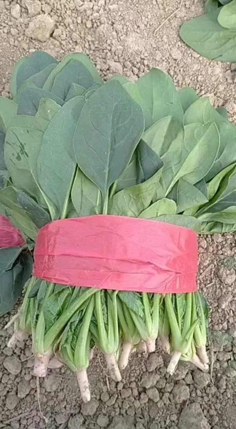 菠菜精品菠菜丶质量杠杠滴