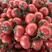 精品西红柿，产地直销，保质保量，物流全国