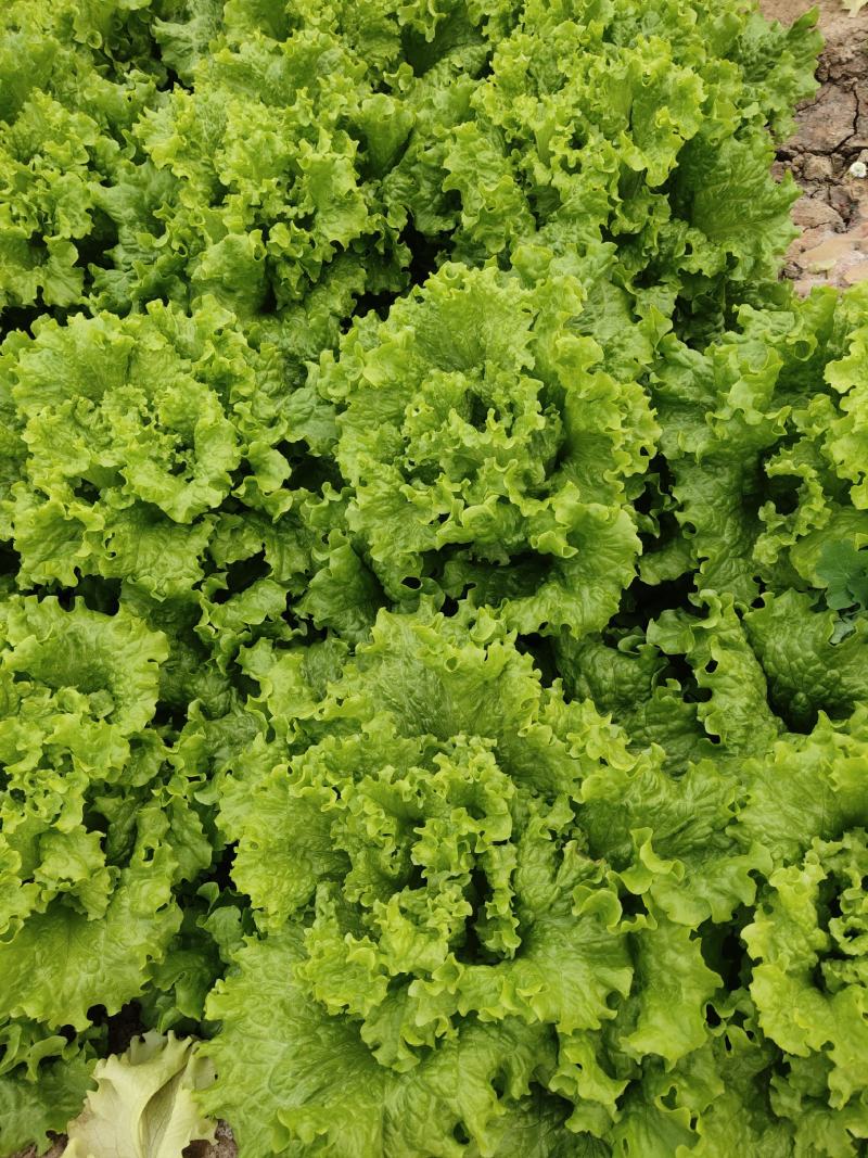 山东寿光精品生菜，大量上市，质量保证，货发全国，商超品