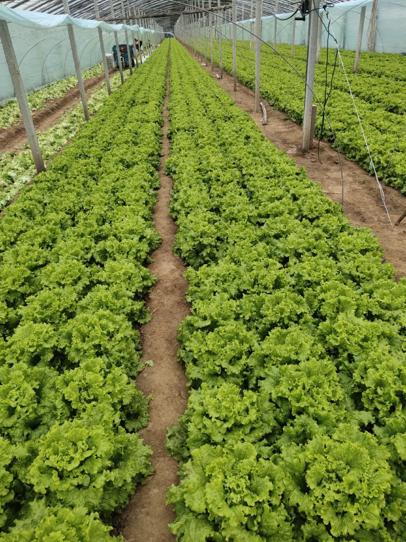 山东寿光精品生菜，大量上市，质量保证，货发全国，商超品
