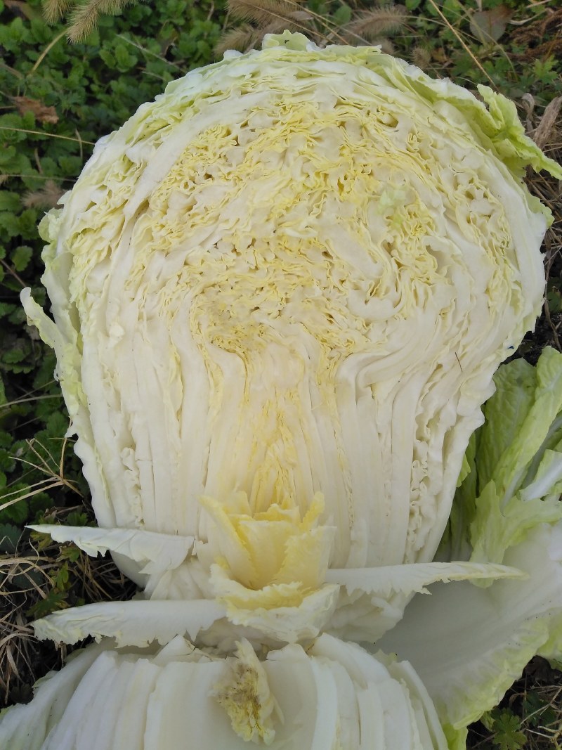 白菜，无虫无洞，无烂心，品质保证