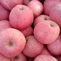 商品秦冠苹果个大，味甜，色泽亮丽，肉细汁多，欢迎果商采购
