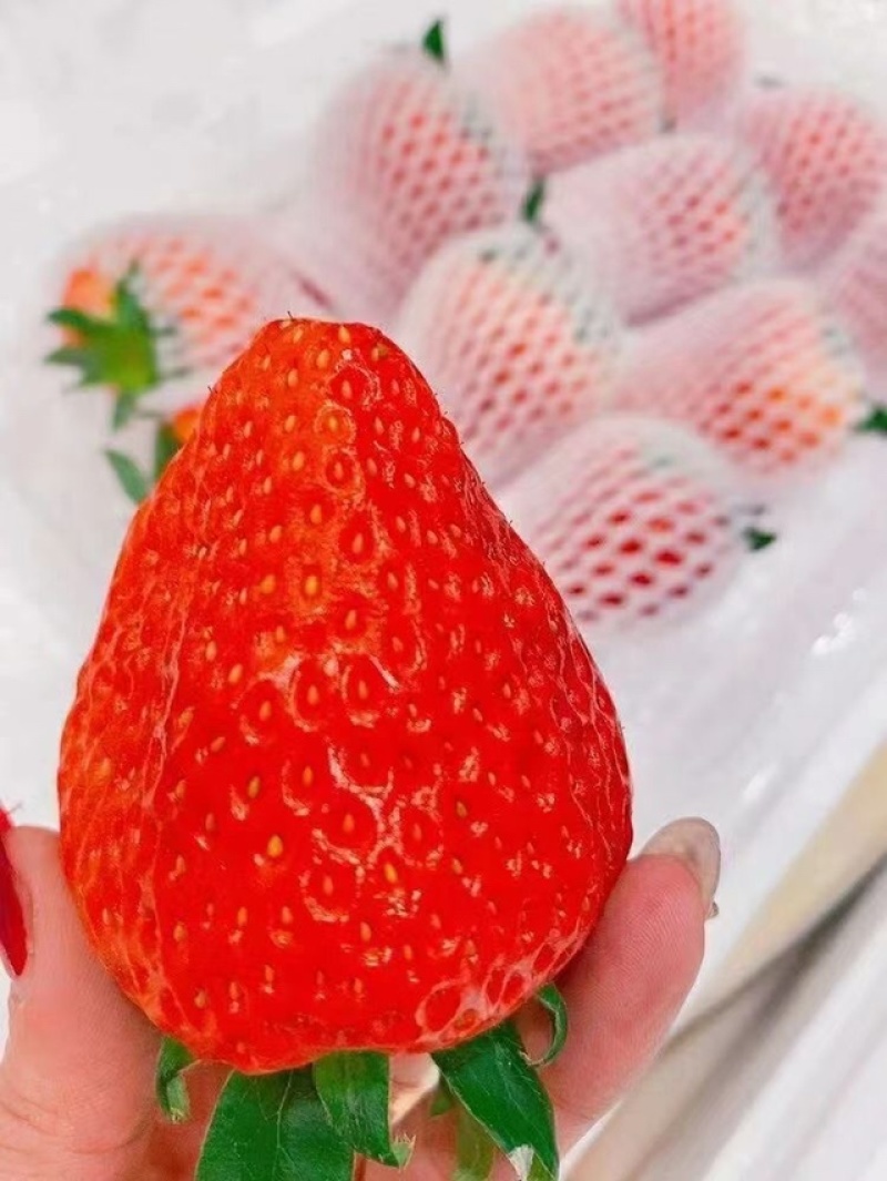 丹东九九草莓2026季秋冬季草莓预售中