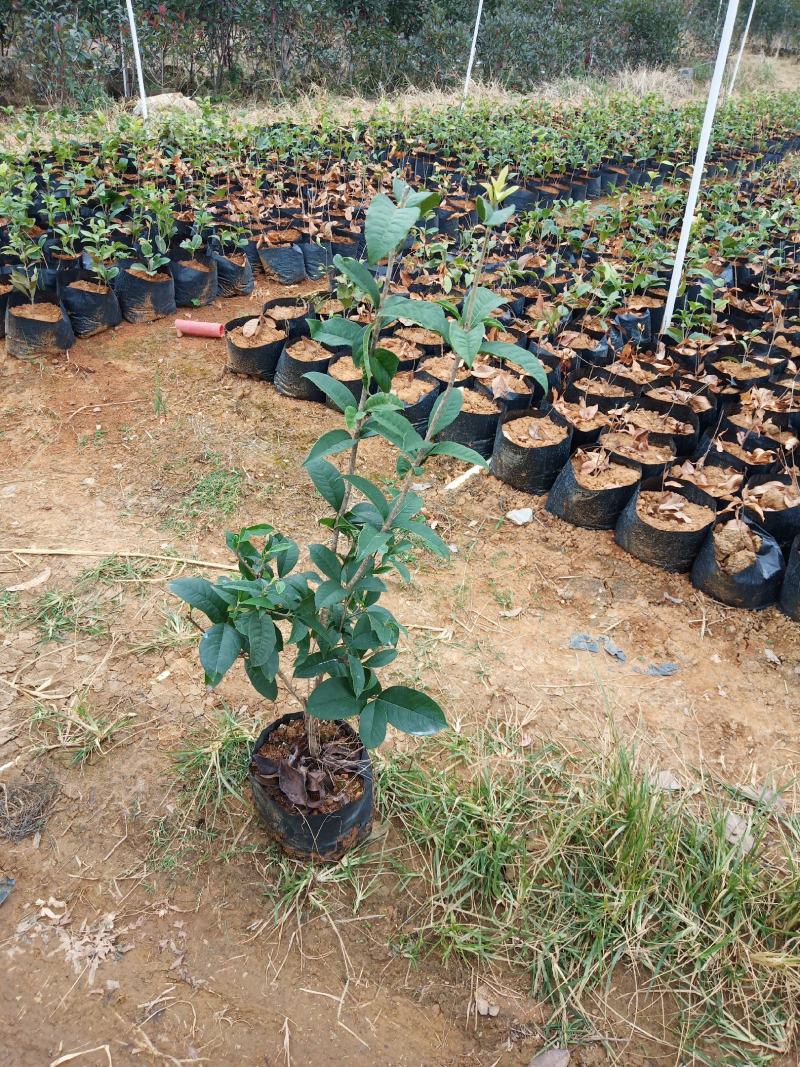 四季桂花苗价格优惠规格品种齐全先挖现卖成活率高