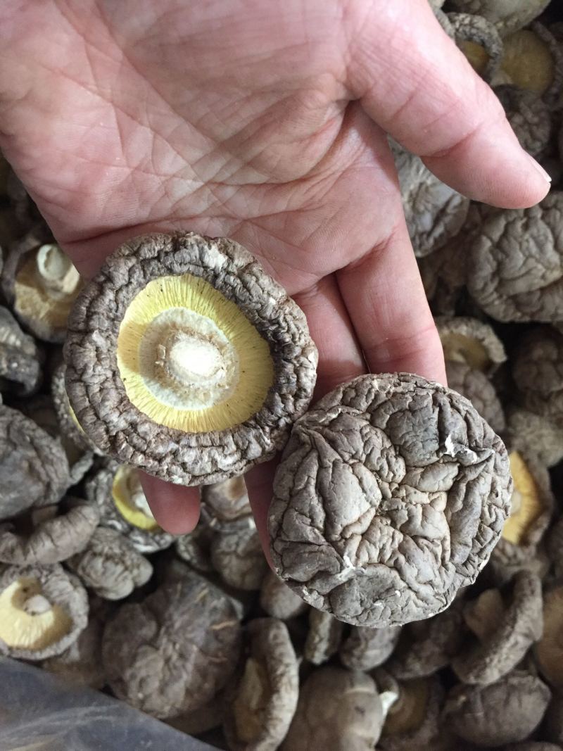 黑面香菇新货干香菇食用菌干货种植原产地批发常年供货大香菇